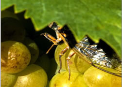 cigale sous la vigne