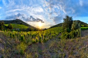 Photos de la vigne et du vin