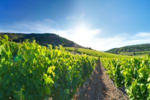 Photos de la vigne et du vin