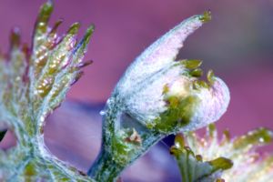 Photos de la vigne et du vin