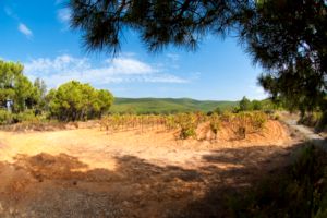 Photos de la vigne et du vin