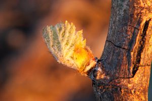 Photos de la vigne et du vin