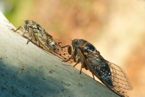 Photos de la vigne et du vin
