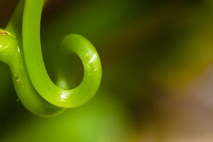 Photos de la vigne et du vin