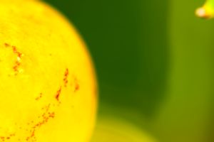 Photos de la vigne et du vin