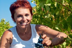 Photos de la vigne et du vin