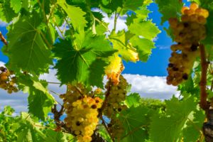 Photos de la vigne et du vin