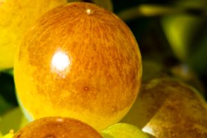 Photos de la vigne et du vin