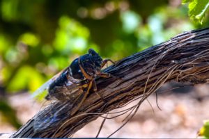Photos de la vigne et du vin