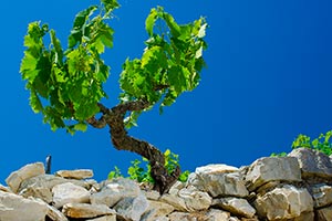 Photos de la vigne et du vin